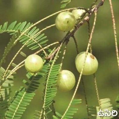Amla