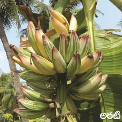 Banana