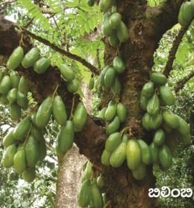 Bilimbi