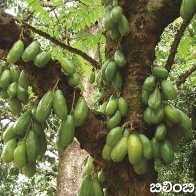 Bilimbi