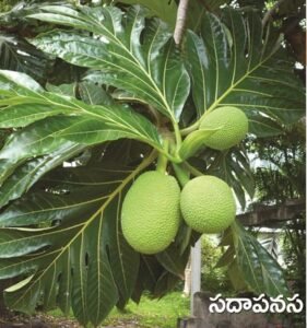 Bread Fruit