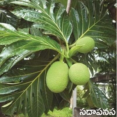 Bread Fruit