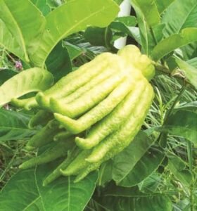 Budhha Fist Lemon