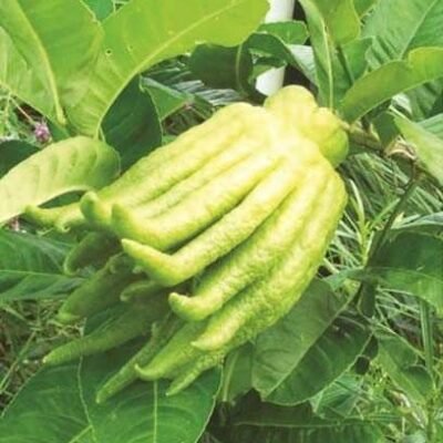 Budhha Fist Lemon