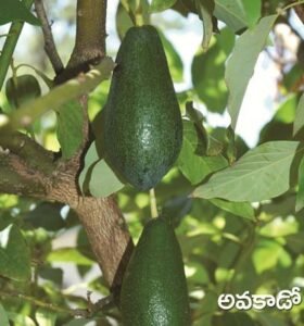Avacado
