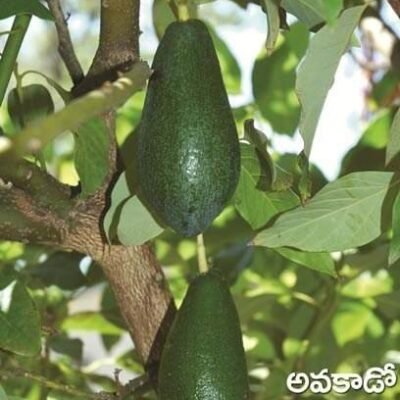 Avacado