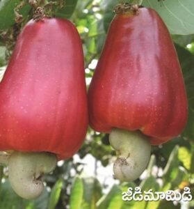 Cashew