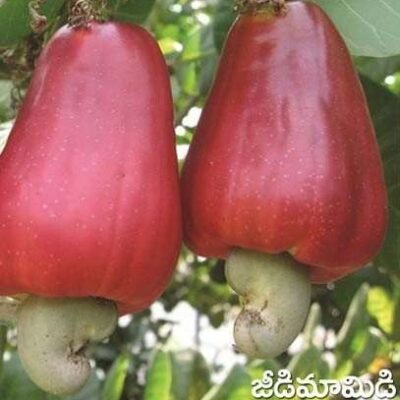 Cashew