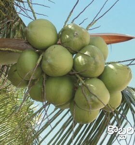 Coconut