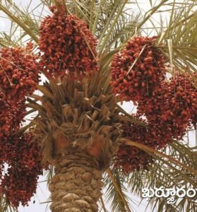 Date Palm
