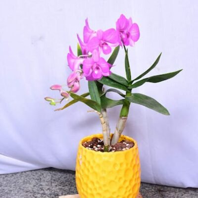 Orchid