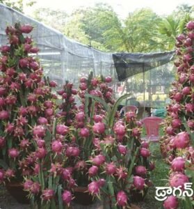 Dragon Fruit