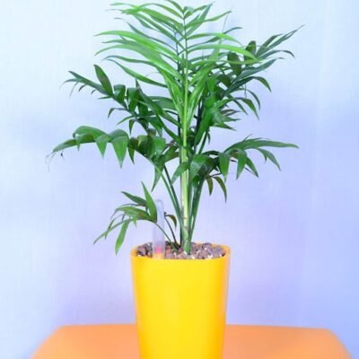 Chamaedorea Elegans
