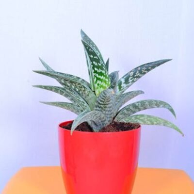 Dracaena Trifasciata