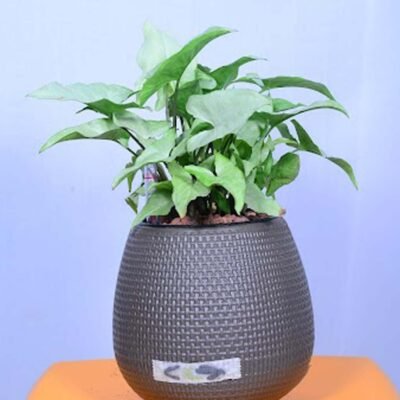 Syngonium Plant