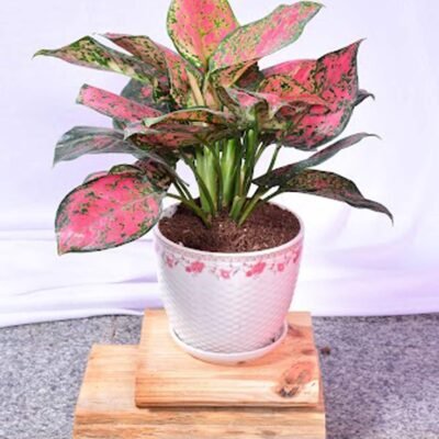 Aglaonema Thai Pink