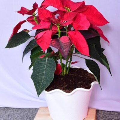 Euphorbia Poinsettia Sented