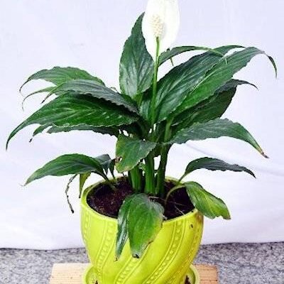 Spathiphyllum