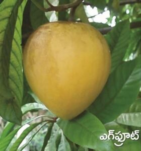 Egg Fruit