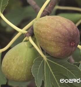Fig Fruit