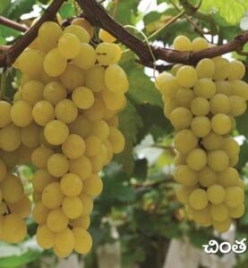 Grapes