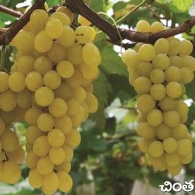 Grapes