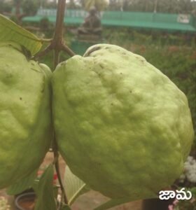 Guava