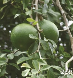 Indian Wood Apple