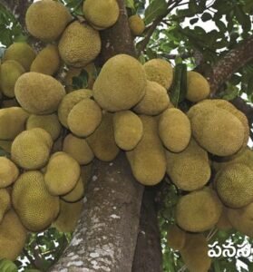 Jack Fruit