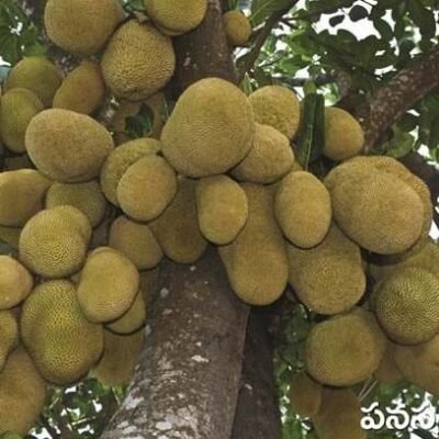 Jack Fruit