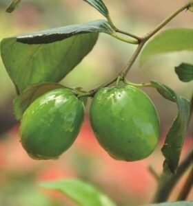 Jujube