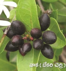 Crane Berry