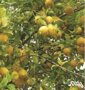Lemon