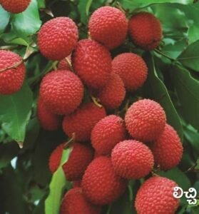Lychee