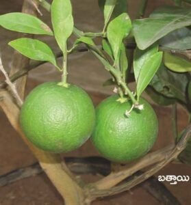 Mosambi