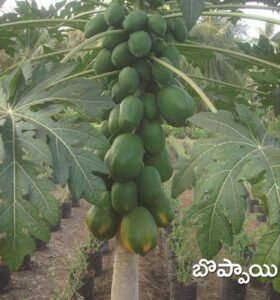 Papaya