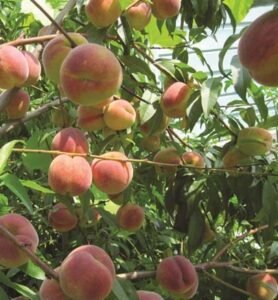 Peach