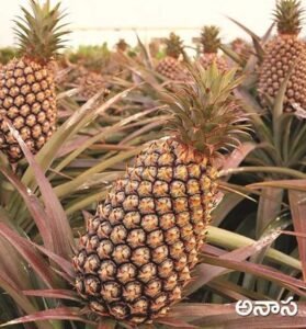 Pine Apple