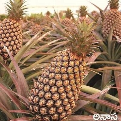 Pine Apple