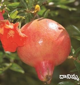 Pomegranate