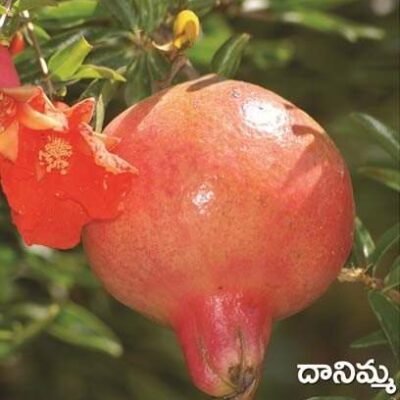 Pomegranate