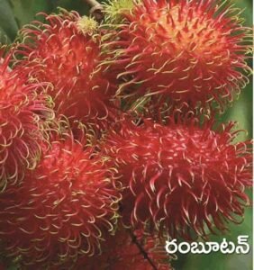 Rambutan