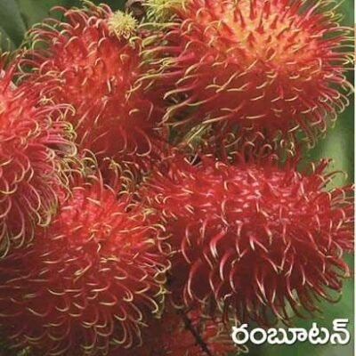 Rambutan