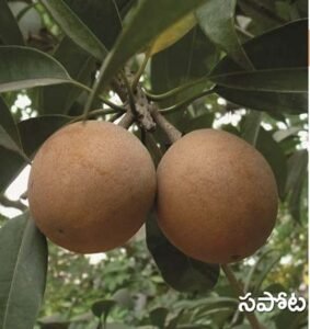 Sapota