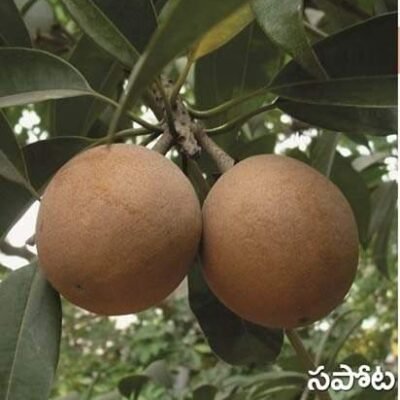 Sapota