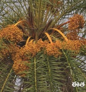 Silver Date Palm
