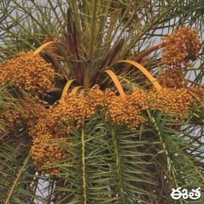 Silver Date Palm