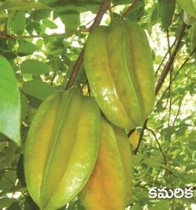 Star Fruit