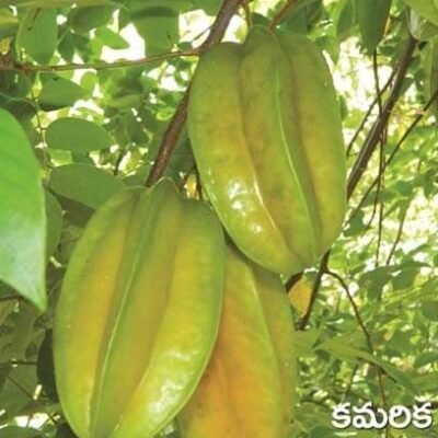 Star Fruit