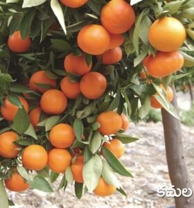 Sweet Orange
